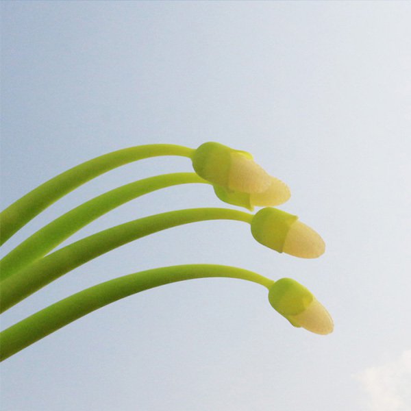 玉米變色矽膠廣告筆